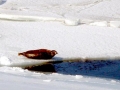 Caspian Seal