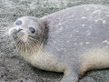 Caspian Seal