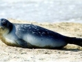 Caspian Seal