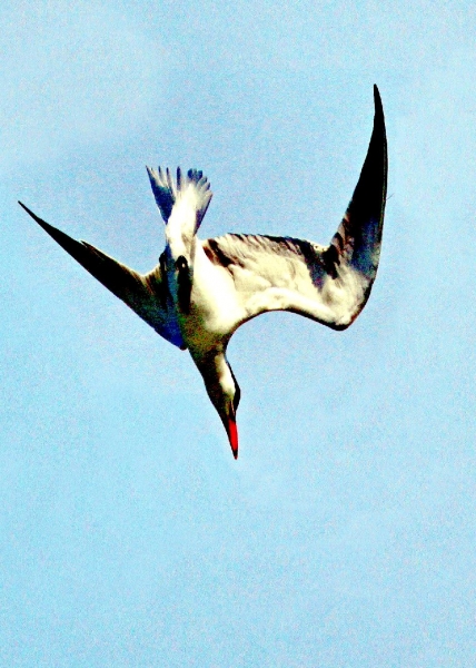 Caspian Tern