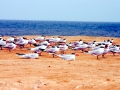 Caspian Tern