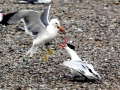 Caspian Tern