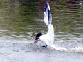 Caspian Tern