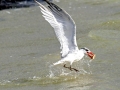Caspian Tern