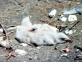 Caspian Tern
