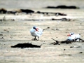 Caspian Tern
