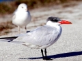 Caspian Tern