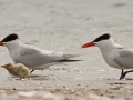 Caspian Tern