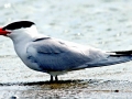 Caspian Tern