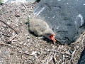 Caspian Tern