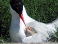 Caspian Tern