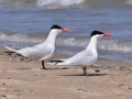 Caspian Tern