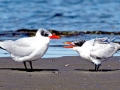 Caspian Tern