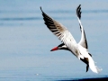 Caspian Tern