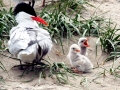 Caspian Tern