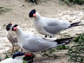 Caspian Tern