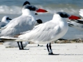 Caspian Tern