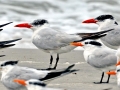 Caspian Tern