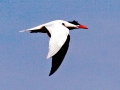 Caspian Tern