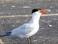 Caspian Tern