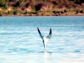 Caspian Tern