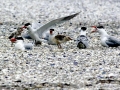 Caspian Tern