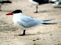 Caspian Tern