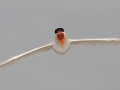 Caspian Tern