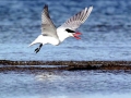 Caspian Tern