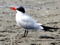 Caspian Tern