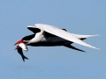 Caspian Tern