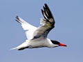 Caspian Tern