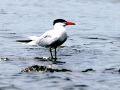 Caspian Tern