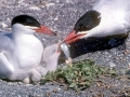 Caspian Tern