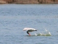 Caspian Tern