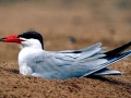 Caspian Tern