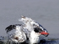 Caspian Tern
