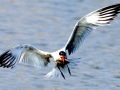 Caspian Tern