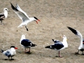 Caspian Tern