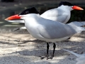 Caspian Tern