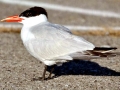 Caspian Tern