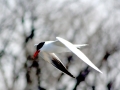 Caspian Tern