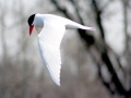 Caspian Tern