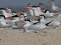 Caspian Tern