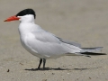 Caspian Tern
