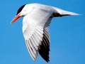Caspian Tern