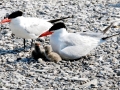 Caspian Tern