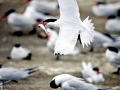 Caspian Tern