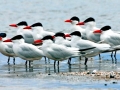 Caspian Tern