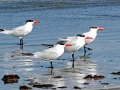 Caspian Tern